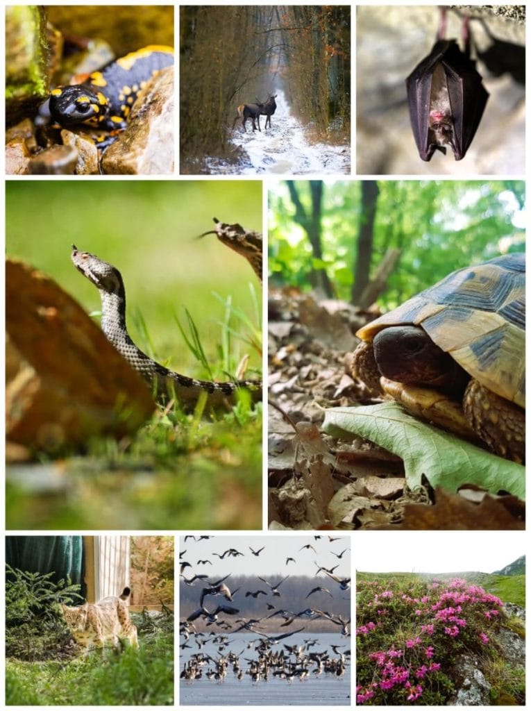 Protejarea biodiversității în 2025 Prioritatea esențială